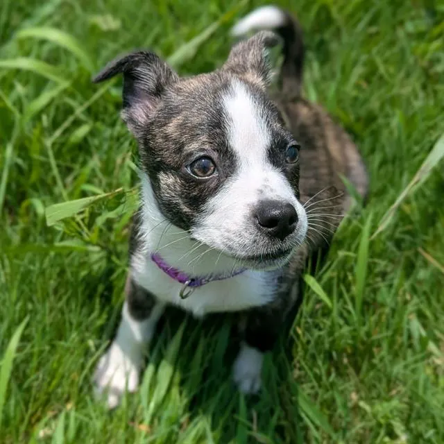 Daphne