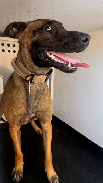 Adoptable Dog