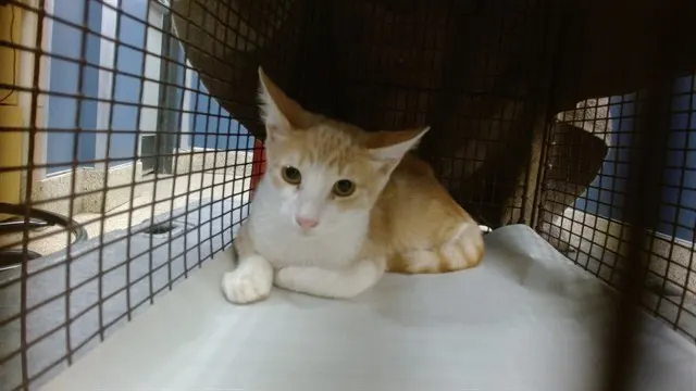 Archie
