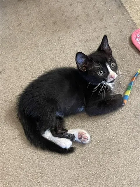 Penelope