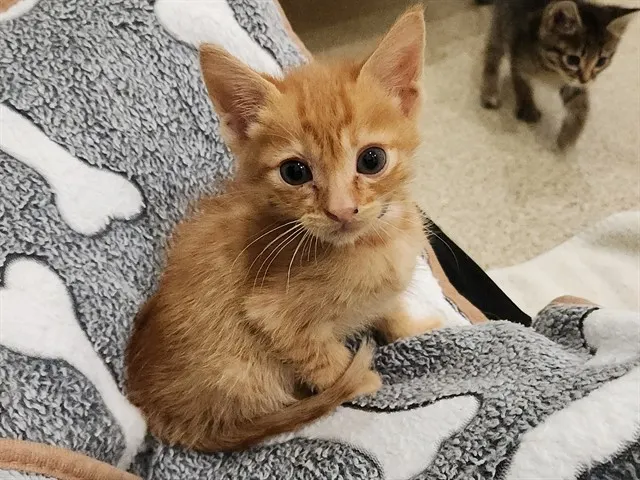 Tom