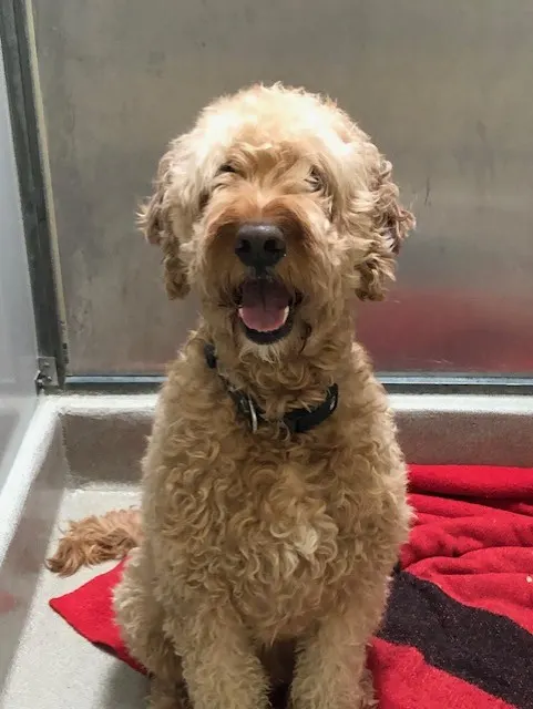 Toby