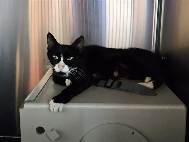 Adoptable Cat