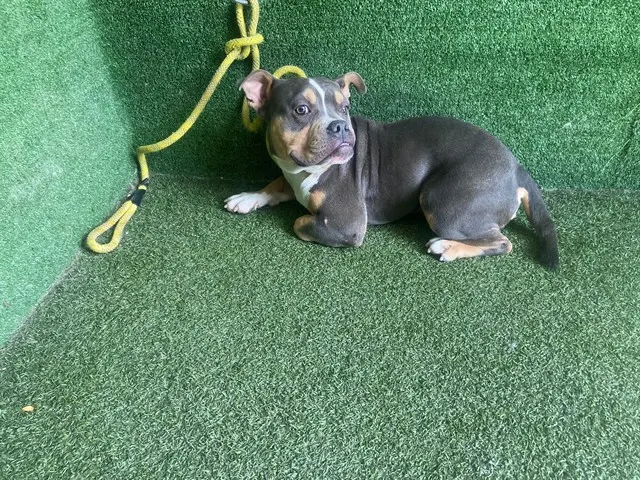 Adoptable Dog
