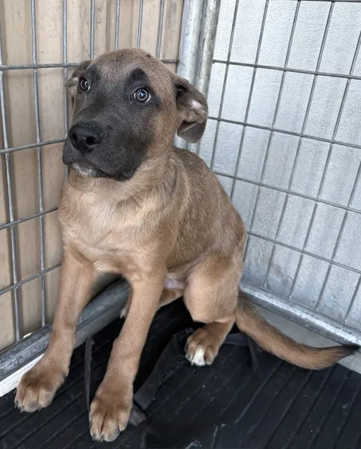 Adoptable Dog