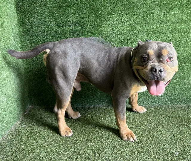 Adoptable Dog