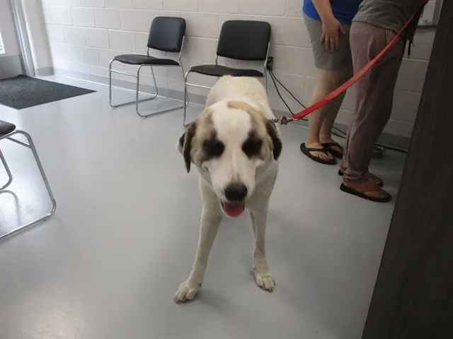 Adoptable Dog