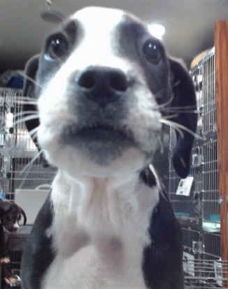 Mogwai
