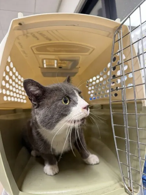 Adoptable Cat
