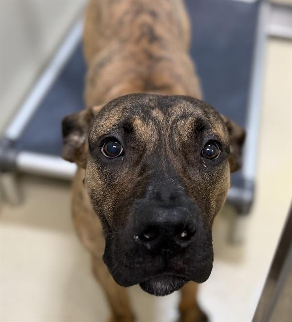 Adoptable Dog