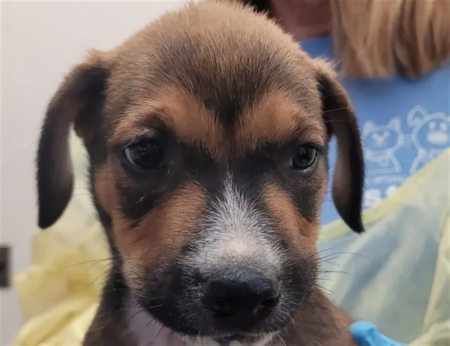 Adoptable Dog