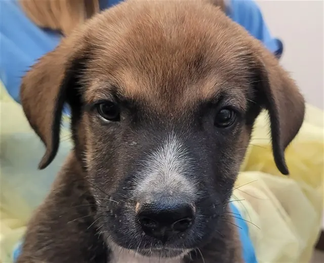 Adoptable Dog