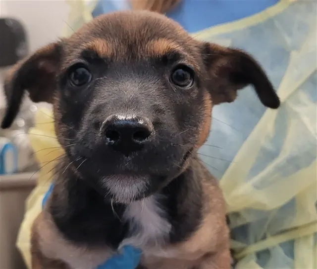 Adoptable Dog