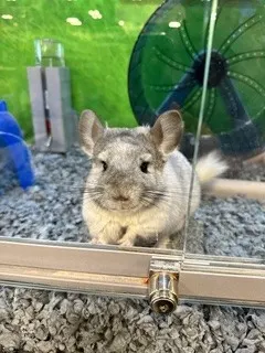 Chinny
