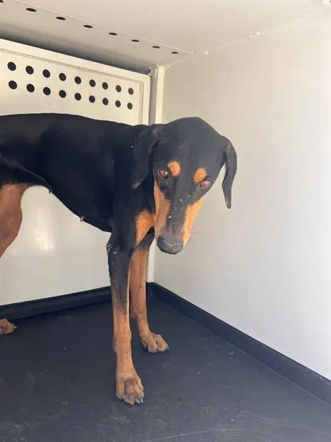 Adoptable Dog