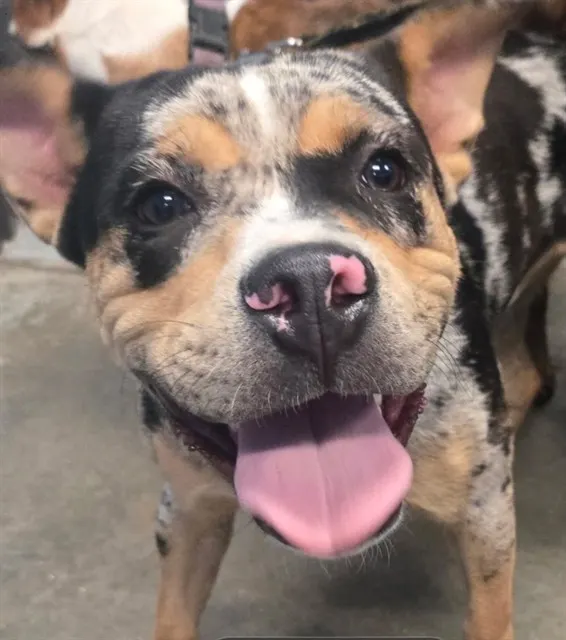 Otis