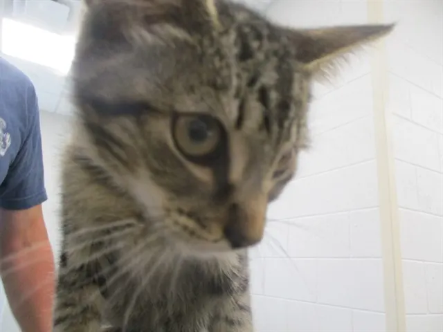 Adoptable Cat