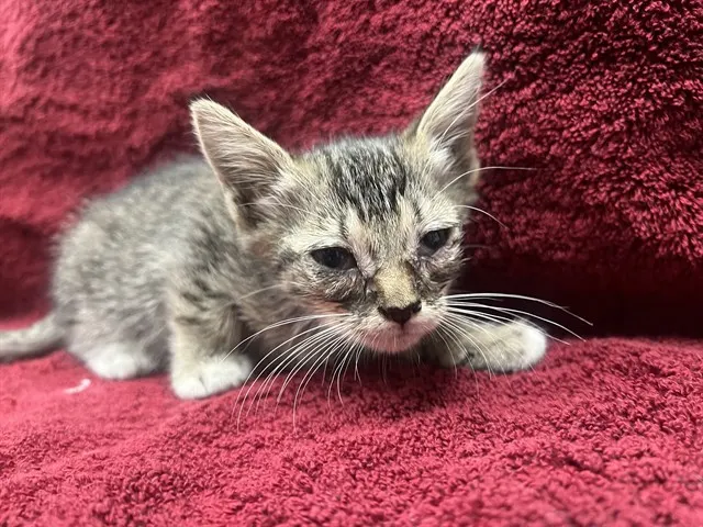 Ramona - Needs A Foster
