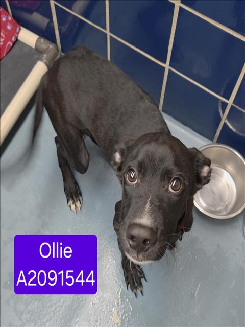 Ollie