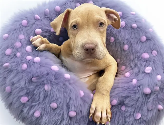 Sully