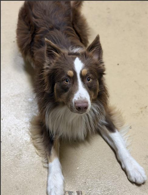 Adoptable Dog