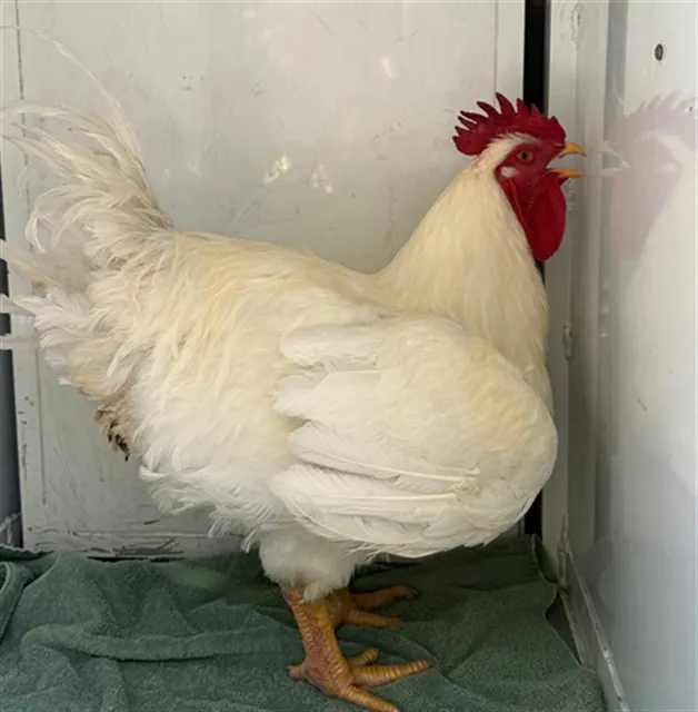 Adoptable Bird