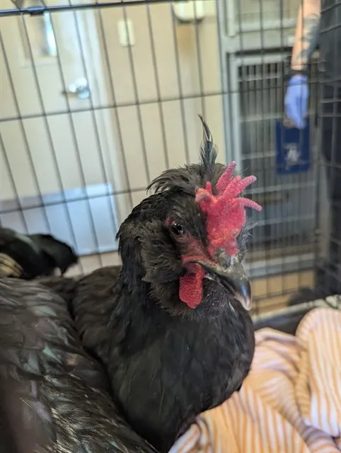 Adoptable Bird