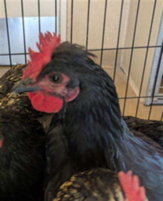 Adoptable Bird