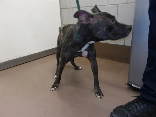 Adoptable Dog