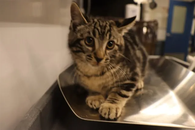 Adoptable Cat