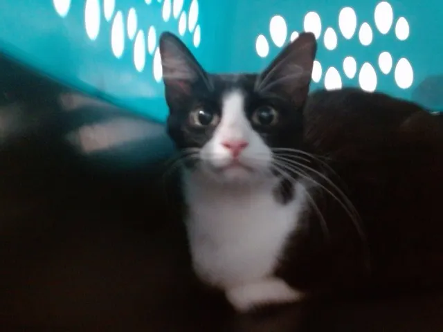 Bandit