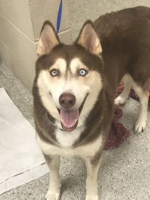 Nova