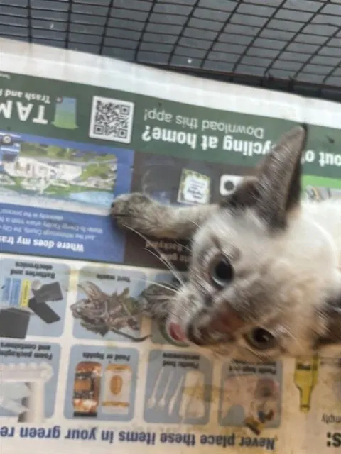 Adoptable Cat