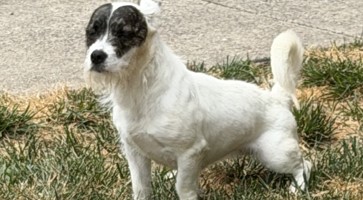 Cora