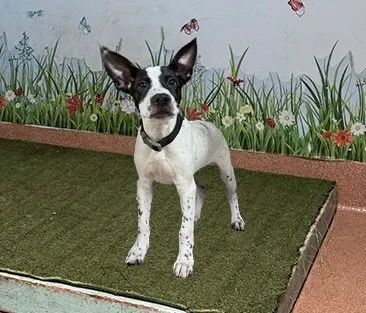 Vanilla Ice