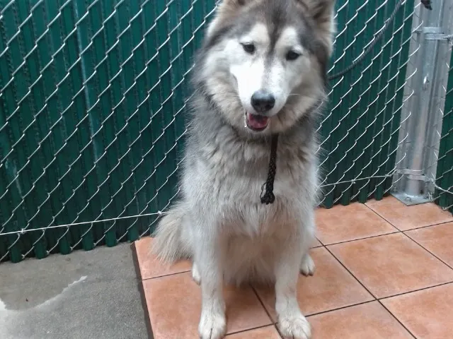 Damien