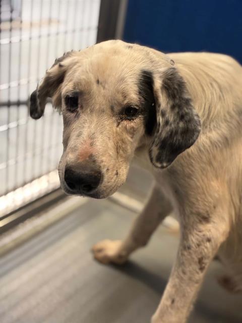 Adoptable Dog
