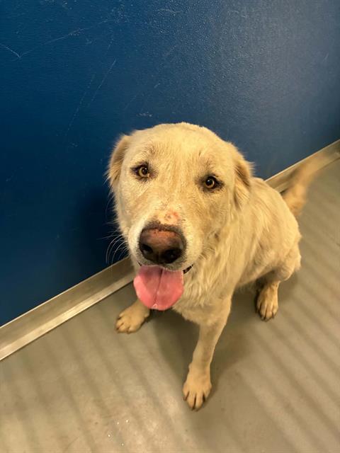 Adoptable Dog