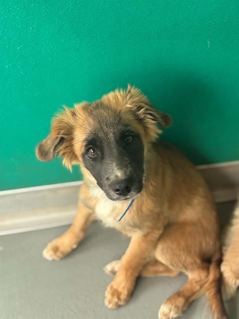 Adoptable Dog
