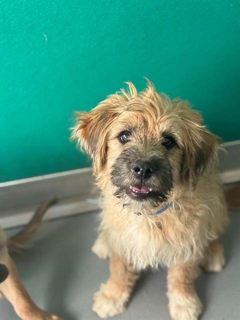 Adoptable Dog