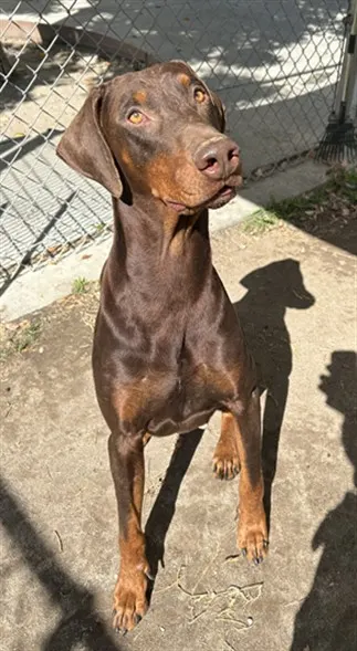Ruger