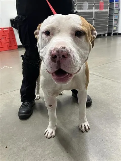 Adoptable Dog