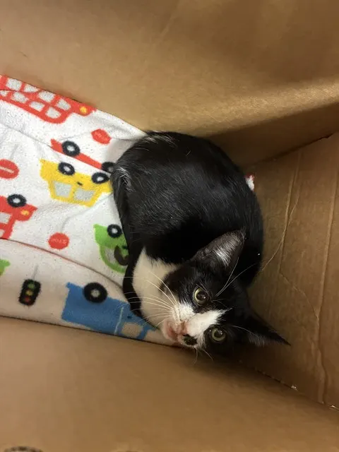 Adoptable Cat