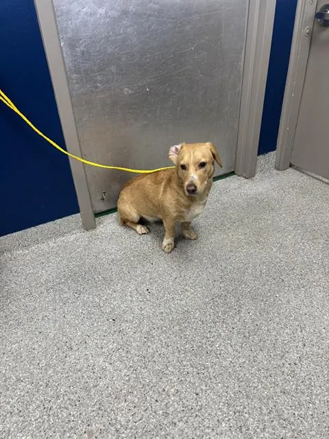 Adoptable Dog