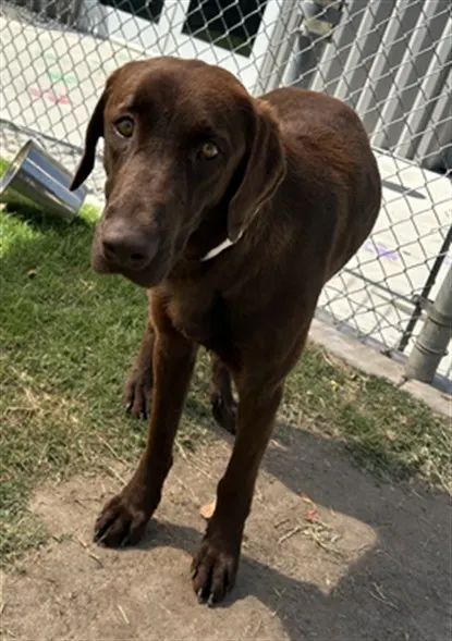 Dixie