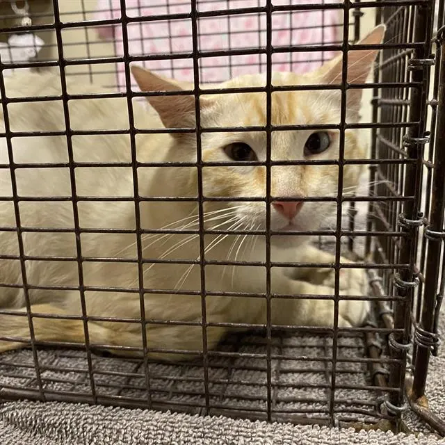 Adoptable Cat