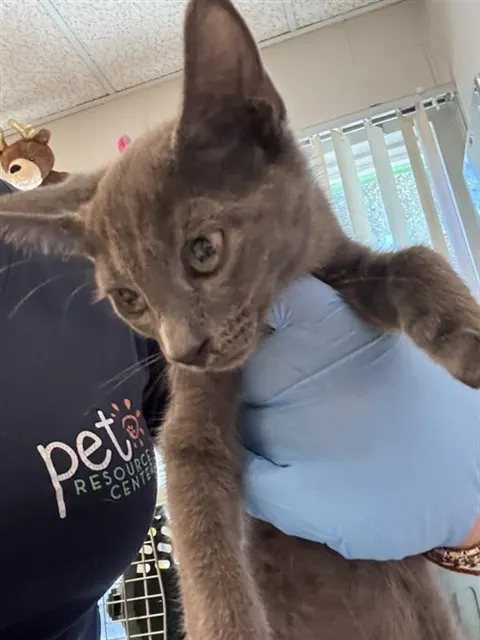 Adoptable Cat