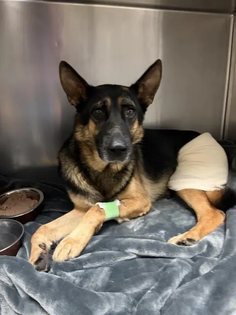 Adoptable Dog