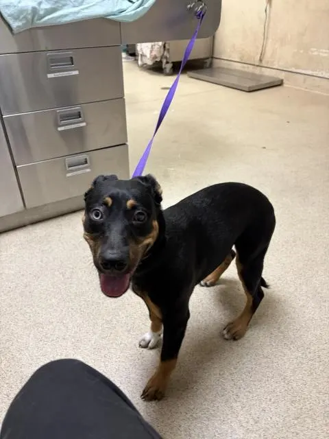 Nova