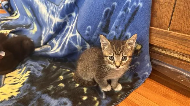 *Tuna